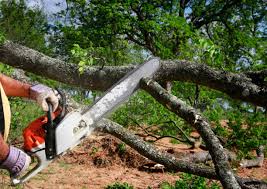 Best Tree Risk Assessment  in Keewatin, MN